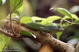 CHZ01108406 Hispaniola-anolis / Anolis aliniger