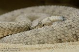 CHZ01108408 hoornratelslang / Crotalus cerastes