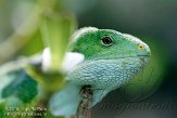 CHZ01108413 Fiji-leguaan / Brachylophus fasciatus