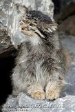 CHZ01108473 manoel / Otocolobus manul manul