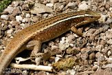 CHZ01108490 Madagascar gordelhagedis/ Zonosaurus madagascariensis