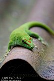 CHZ01108497 Madagaskarreuzendaggekko / Phelsuma grandis