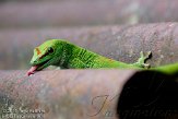 CHZ01108503 Madagaskarreuzendaggekko / Phelsuma grandis