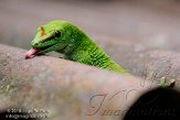 CHZ01108506 Madagaskarreuzendaggekko / Phelsuma grandis