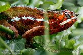 CHZ01108519 panterkameleon / Furcifer pardalis