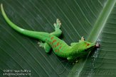 CHZ01108536 Madagaskarreuzendaggekko / Phelsuma grandis