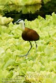 CHZ01108547 Afrikaanse jacana / Actophilornis africanus