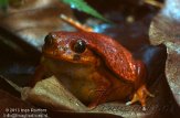 CHZ01135445 Madagascar tomaatkikker / Dyscophus guineti