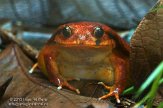 CHZ01135447 Madagascar tomaatkikker / Dyscophus guineti