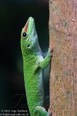 CHZ01135453 Madagaskarreuzendaggekko / Phelsuma grandis