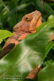 CHZ01135486 panterkameleon / Furcifer pardalis