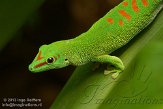 CHZ01135503 Madagaskarreuzendaggekko / Phelsuma grandis