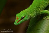 CHZ01135504 Madagaskarreuzendaggekko / Phelsuma grandis