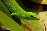 CHZ01135516 Madagaskarreuzendaggekko / Phelsuma grandis