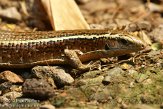 CHZ01135531 Madagascar gordelhagedis/ Zonosaurus madagascariensis