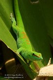 CHZ01135533 Madagaskarreuzendaggekko / Phelsuma grandis