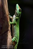 CHZ01135541 Madagaskarreuzendaggekko / Phelsuma grandis