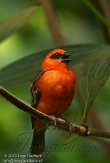 CHZ01135557 Madagaskarwever / Foudia madagascariensis