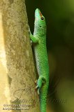 CHZ01135561 Madagaskarreuzendaggekko / Phelsuma grandis