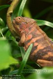 CHZ01135563 panterkameleon / Furcifer pardalis