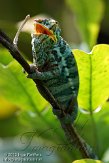 CHZ01135566 panterkameleon / Furcifer pardalis