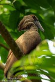 CHZ01135576 hamerkop / Scopus umbretta