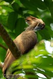 CHZ01135577 hamerkop / Scopus umbretta