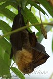 CHZ01135585 Rodriguesvleerhond / Pteropus rodricensis