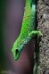 CHZ01253997 Madagaskarreuzendaggekko / Phelsuma grandis