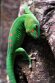 CHZ01254000 Madagaskarreuzendaggekko / Phelsuma grandis