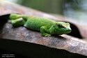 CHZ01254018 Madagaskarreuzendaggekko / Phelsuma grandis