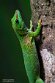 CHZ01254033 Madagaskarreuzendaggekko / Phelsuma grandis