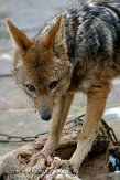 NDA01103072 zadeljakhals / Canis mesomelas