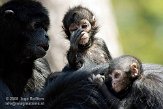 NAP01084720 Columbiaanse slingeraap / Ateles fusciceps rufiventris