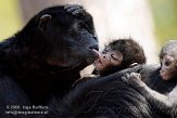 NAP01084725 Columbiaanse slingeraap / Ateles fusciceps rufiventris