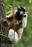 NAP01093280 kroonsifaka / Propithecus coronatus