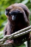 NAP03096633 rode titi / Callicebus cupreus