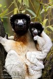 NAP03096661 kroonsifaka / Propithecus coronatus