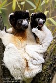 NAP03096663 kroonsifaka / Propithecus coronatus