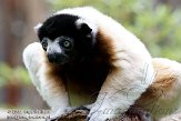 NAP03096707 kroonsifaka / Propithecus coronatus