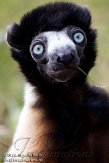 NAP01102433 kroonsifaka / Propithecus coronatus