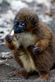 NAP01112684 roodbuikmaki / Eulemur rubriventer