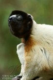 NAP01121698 kroonsifaka / Propithecus coronatus