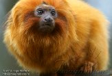 NAP01121750 gouden leeuwaapje / Leontopithecus rosalia