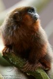 NAP01121787 rode titi / Callicebus cupreus