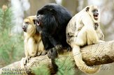 NAP01121822 zwarte brulaap / Alouatta caraya