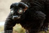 NAP01121870 blauwoogmaki / Eulemur flavifrons