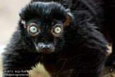 NAP01121872 blauwoogmaki / Eulemur flavifrons