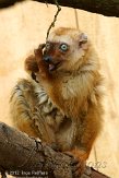 NAP01121889 blauwoogmaki / Eulemur flavifrons