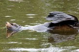 NAF01117958 Zuid-Amerikaanse zeebeer / Arctocephalus australis